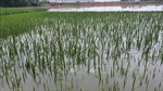 Cả nghìn ha lúa mới trổ bông và chuẩn bị gặt tại Vĩnh Phúc bị ngập 
