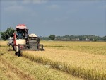 Thị trường nông sản: Giá lúa tiếp tục duy trì ở mức cao