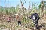 Ngành mía đường trước 'bài toán kép': Chi phí tăng, đầu ra thu hẹp