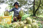 Sầu riêng ở Cần Thơ được mùa, được giá