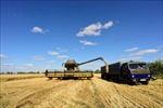 LHQ lo ngại hậu quả nghiêm trọng khi hoạt động xuất khẩu ngũ cốc Ukraine chậm lại
