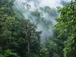 &#39;Rừng mây&#39; Monteverde ở Costa Rica lâm nguy