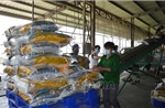 Thị trường nông sản: Giá gạo giảm mạnh hơn so với giá lúa