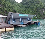 Khắc phục sự cố Khu Bảo tồn lớp học làng chài trên vịnh Hạ Long bị chìm