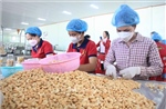 Xúc tiến mở rộng thị trường mới xuất khẩu hạt điều