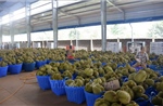 Xúc tiến thương mại ngành hàng sầu riêng