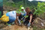 Đà Nẵng: Ra quân trồng rừng gỗ lớn