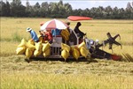 Thị trường nông sản: Nguồn cung lúa gạo đang giảm