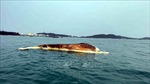 Xác cá voi khổng lồ trôi dạt vào bờ biển Cô Tô