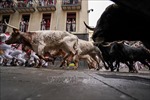 Tây Ban Nha bãi bỏ giải đấu bò quốc gia