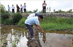 Chuyện quản lý: &#39;Bí ẩn&#39; nguồn nước mặn ảnh hưởng lúa ở Hậu Giang
