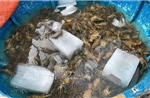Phú Yên: Kiến nghị hỗ trợ tìm nguyên nhân tôm hùm chết hàng loạt