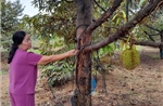 Nhiều vườn sầu riêng ở Bình Phước bị chết do hạn và nhiễm bệnh