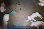 Dịch tả lợn châu Phi tiếp tục lây lan tại Quảng Ninh