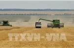 Nga thiệt hại 1% sản lượng nông nghiệp do đợt giá lạnh bất thường