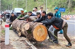 Cây thông cổ thụ đổ gây ách tắc trên đèo Prenn, Lâm Đồng