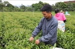 Thái Nguyên có gần 5.500 ha chè đạt tiêu chuẩn VietGAP, hữu cơ