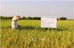 Điểm tựa kinh tế nông nghiệp của Việt Nam - Bài 1: Vùng đất lạc hậu hóa vựa lúa vàng