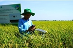 Điểm tựa kinh tế nông nghiệp Việt Nam - Bài cuối: &#39;Hạt ngọc trời&#39; vươn mình trong kỷ nguyên mới