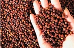 Hồ tiêu Việt Nam khẳng định lại vị thế trên bản đồ xuất khẩu thế giới