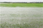 Bão số 1: Mưa lớn gây ngập 22.500 ha lúa và hoa màu