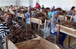 Cuba đẩy mạnh sử dụng năng lượng Mặt trời trong sản xuất xì gà