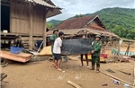 Hội Chữ thập đỏ Việt Nam cứu trợ khẩn cấp người dân vùng lũ tại tỉnh Nghệ An