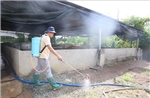 TP Hồ Chí Minh tăng cường phòng, chống dịch tả lợn châu Phi