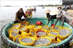Lâm Đồng: Ngư dân ven biển trúng đậm cá cơm