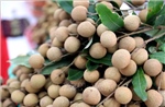 Nhãn lồng Hưng Yên từ &#39;tiến Vua&#39; đến bài toán xuất khẩu bền vững