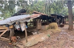 Thói quen chăn nuôi gây ô nhiễm môi trường khu dân cư ở Buôn Ma Thuột