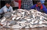 Bangladesh điều tàu chiến bảo vệ cá hilsa quý hiếm