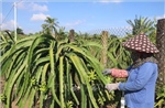 Giá thanh long Đồng Tháp giảm sâu, nông dân lo lắng thua lỗ
