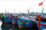 Quảng Ngãi: Kêu gọi, hướng dẫn hơn 760 tàu thuyền di chuyển tránh trú bão số 12