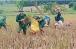 Bộ đội Biên phòng giúp dân thu hoạch lúa trong mưa lũ