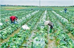 Rau vụ Đông sớm tiêu thụ thuận lợi, giá bán cao