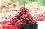 'Thủ phủ' hành tím Vĩnh Châu đột phá từ giống mới