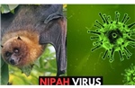 Singapore theo dõi chặt chẽ trường hợp nhiễm virus Nipah tại Bangladesh