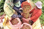 Giá cà phê bật tăng trở lại