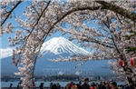 Nhật Bản: Hoa anh đào nở rộ tại núi Phú Sĩ