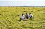 Thiếu máy cắt, lúa đổ sập nằm khô ngoài đồng