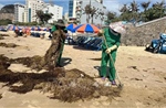 TP Hồ Chí Minh: Khẩn trương thu dọn rong biển tràn vào bờ biển Bãi Sau