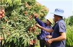 Giá vải thiều đầu mùa tăng mạnh, Hải Phòng chủ động kết nối tiêu thụ