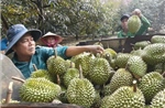 Chuẩn hóa sản xuất, nâng tầm thương hiệu sầu riêng Việt
