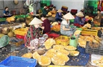 Giá mít lao dốc, nhiều nhà vườn thua lỗ