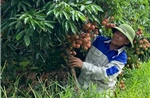 Mã số vùng trồng tạo động lực cho nông sản Hải Phòng hội nhập