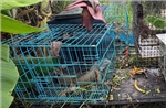 Quản lý chặt hoạt động gây nuôi để bảo vệ động vật hoang dã