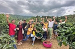100 năm cà phê Khe Sanh – Bài cuối: Định vị từ chất lượng và bản sắc
