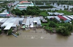 Cà Mau: Sạt lở diễn biến phức tạp ở bờ sông Gành Hào