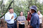 Tháo gỡ 'điểm nghẽn' về mã số vùng trồng sầu riêng - Bài cuối: 'Cuộc đua' tốc độ trước thềm mùa vụ